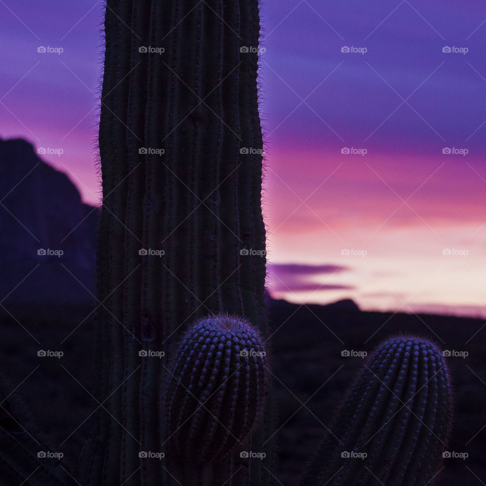 Sunset Saguaro