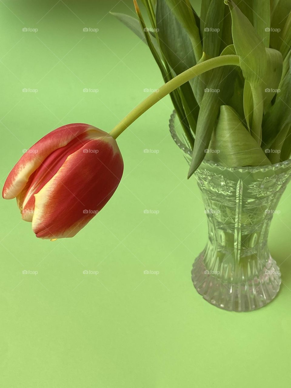 Tulips in a vase 