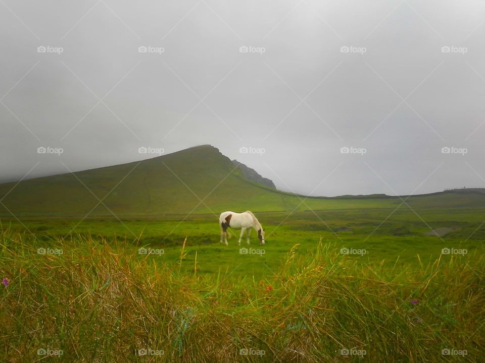 Nature - image of horse on s rainy day