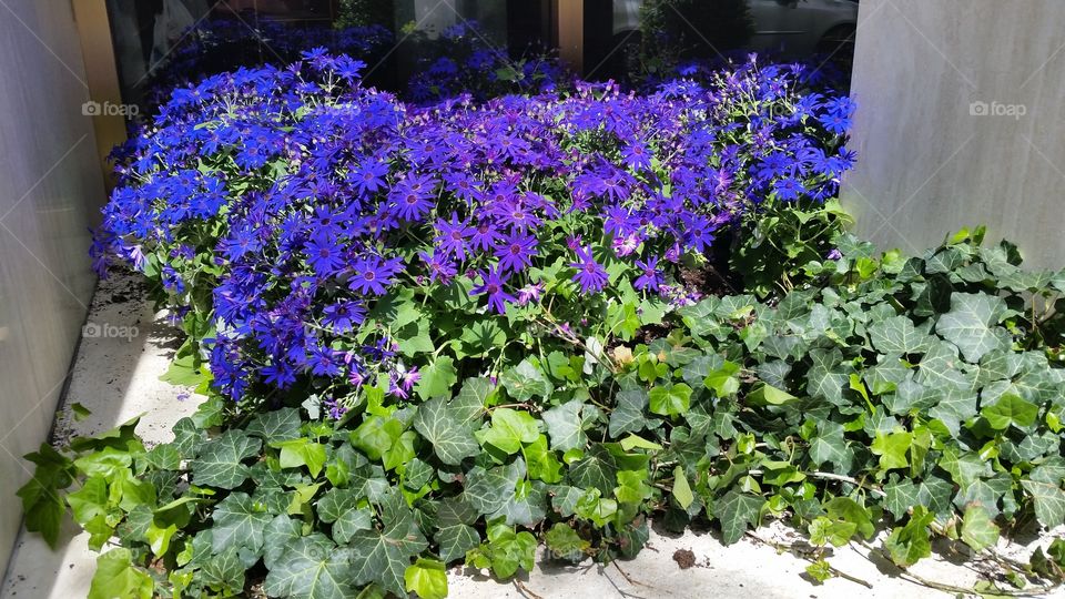 Violet senetti flowers