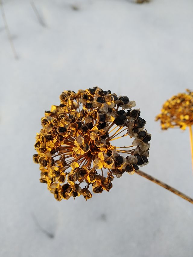 Flora