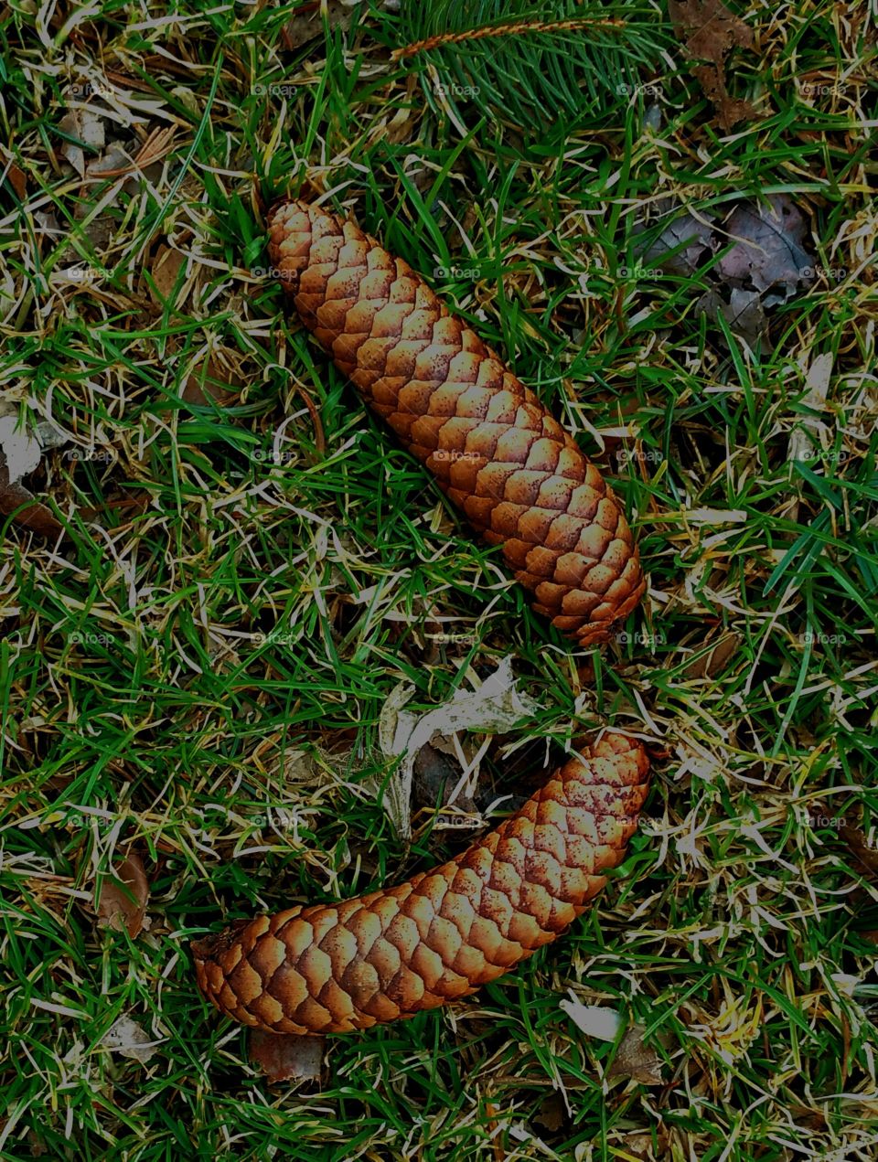 Pine Cones in the grass