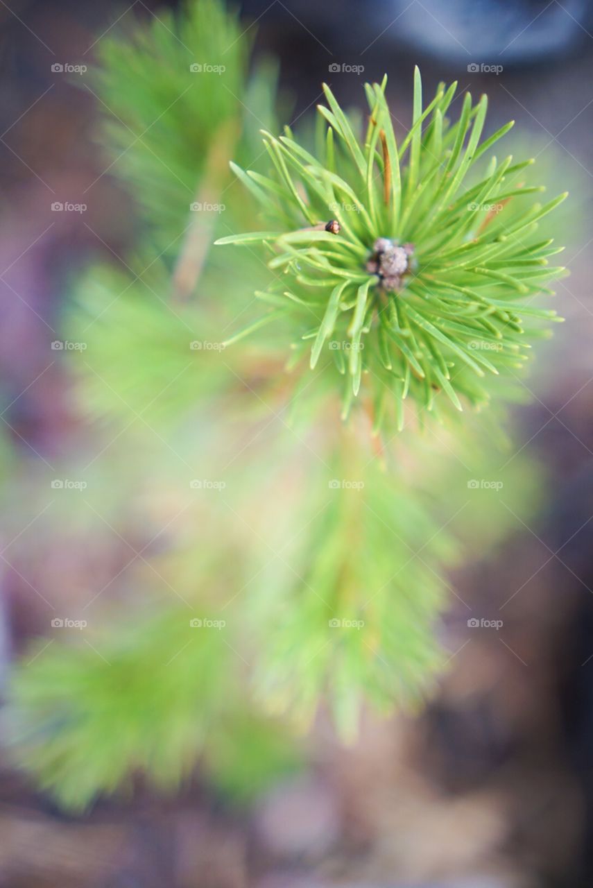 Pine Tree Branch