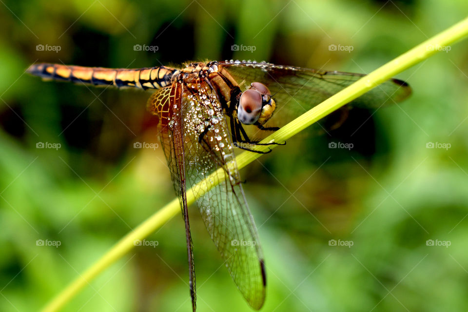 Dragonfly is resting beautifully on a twig.