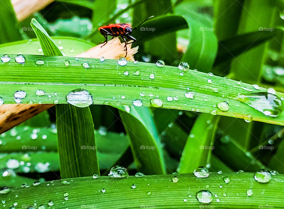 Macro shots!