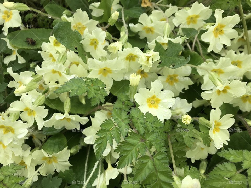 I have posted Devon spring primroses, these are Dorset one, l would say just as strikingly beautiful.
