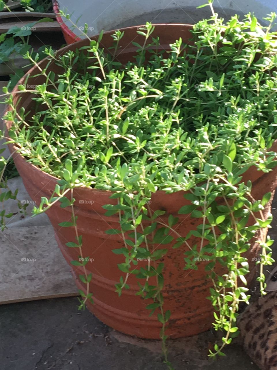 Edible purslane in a pot so it doesn’t grow crazy in a garden. Great for salads!