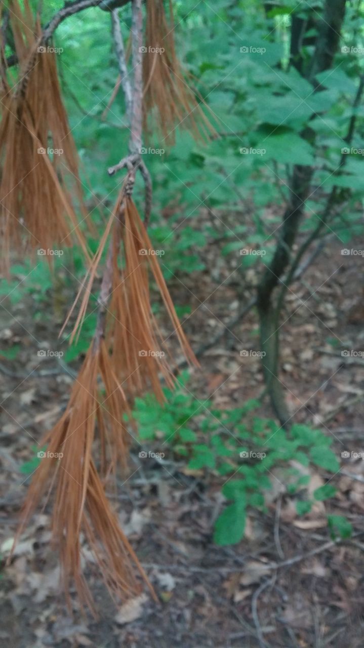 dead pine needles