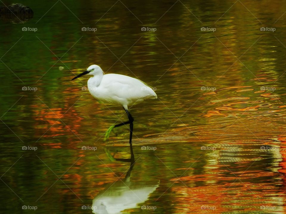 The lonely heron on the lake