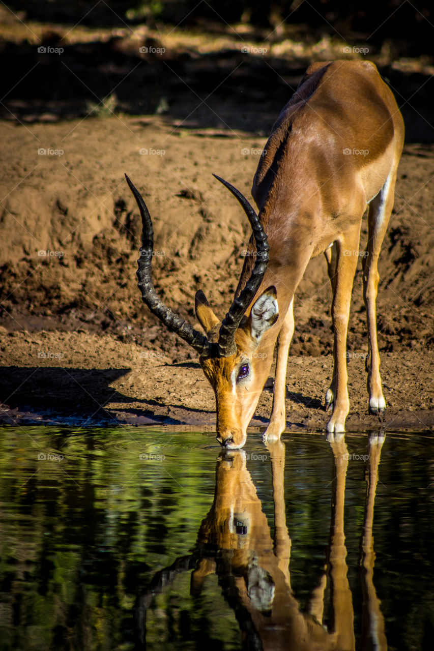 impala drinking water with reflection in the pool