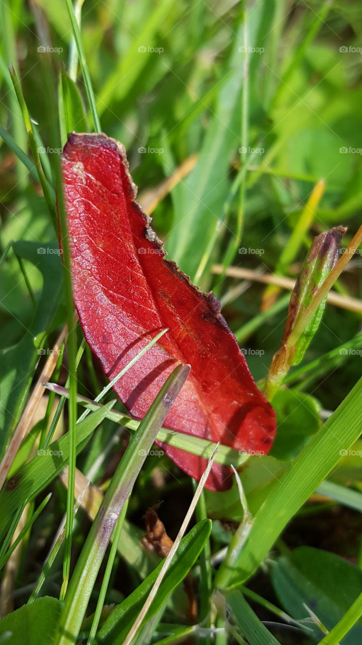 red