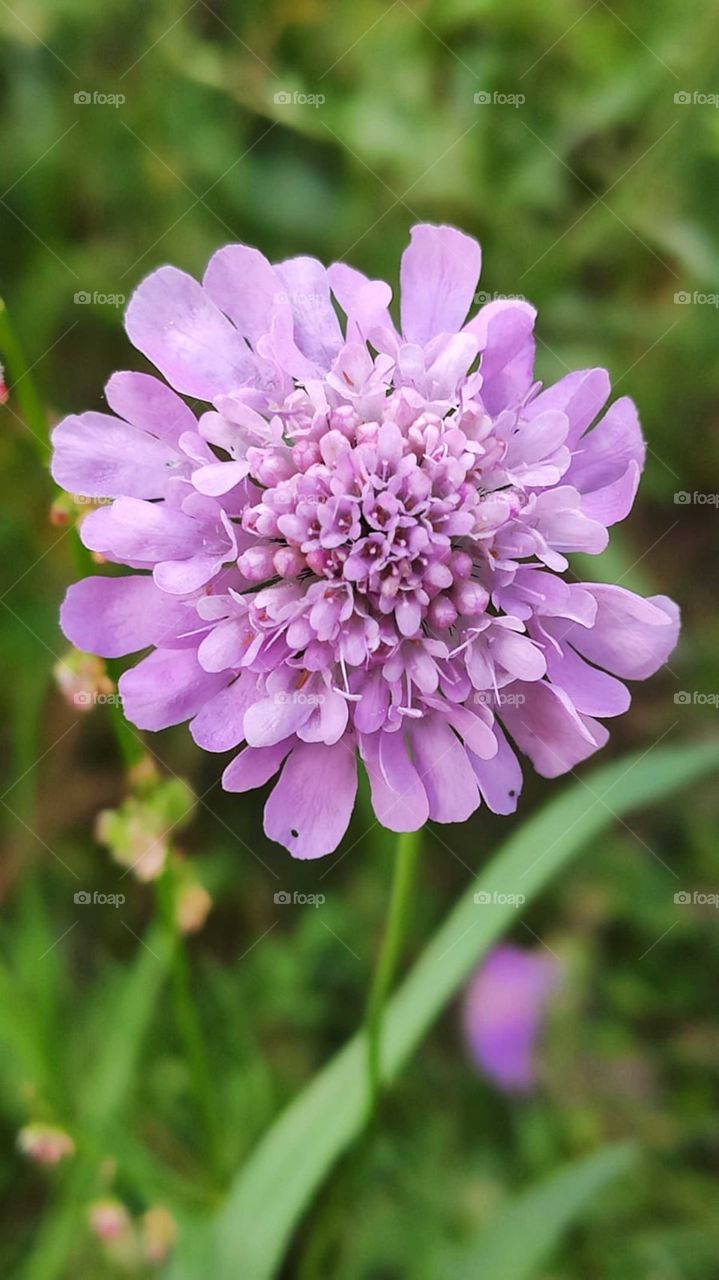 Pink flower