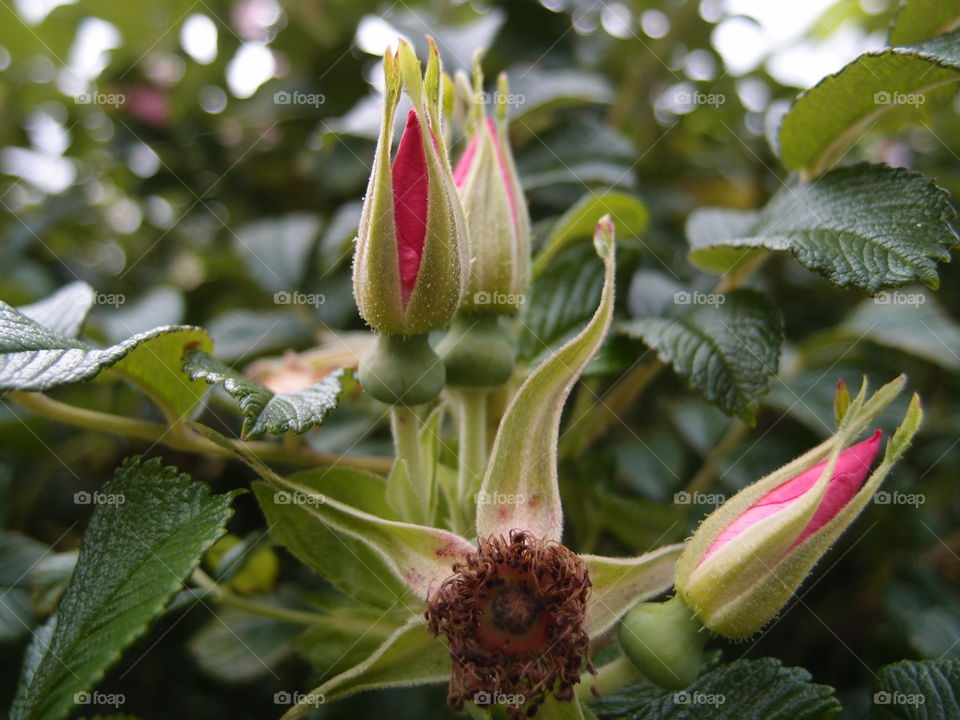 Fresh rose buds of red and pink ready to bloom grow out of a deep green rose bush. 