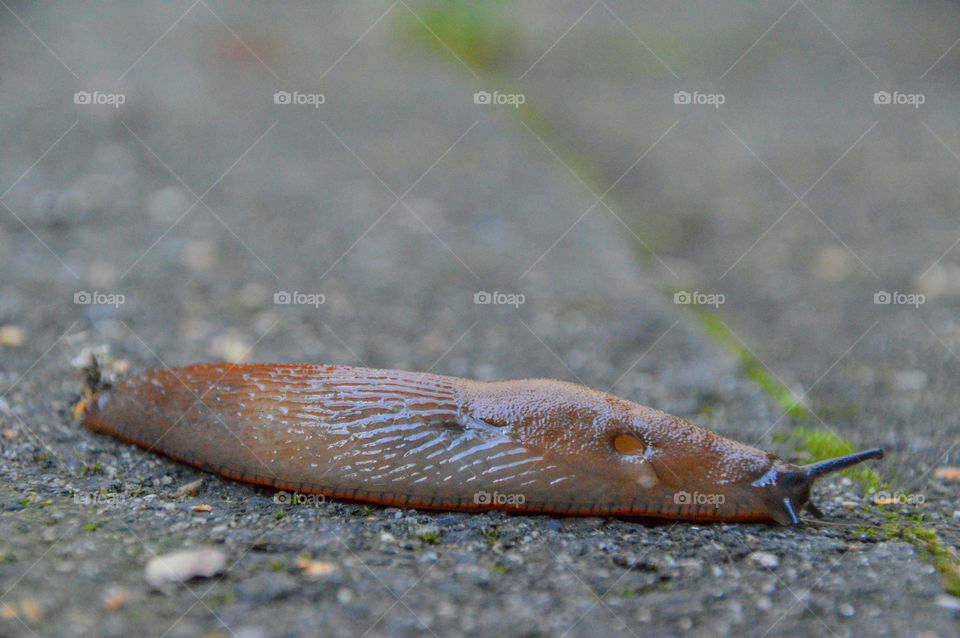 Snail On The Ground