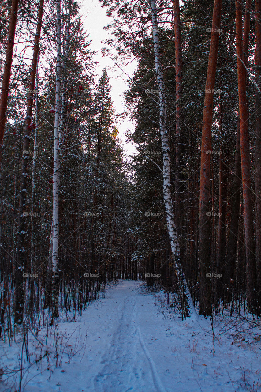 Walk in the Shuvakish park