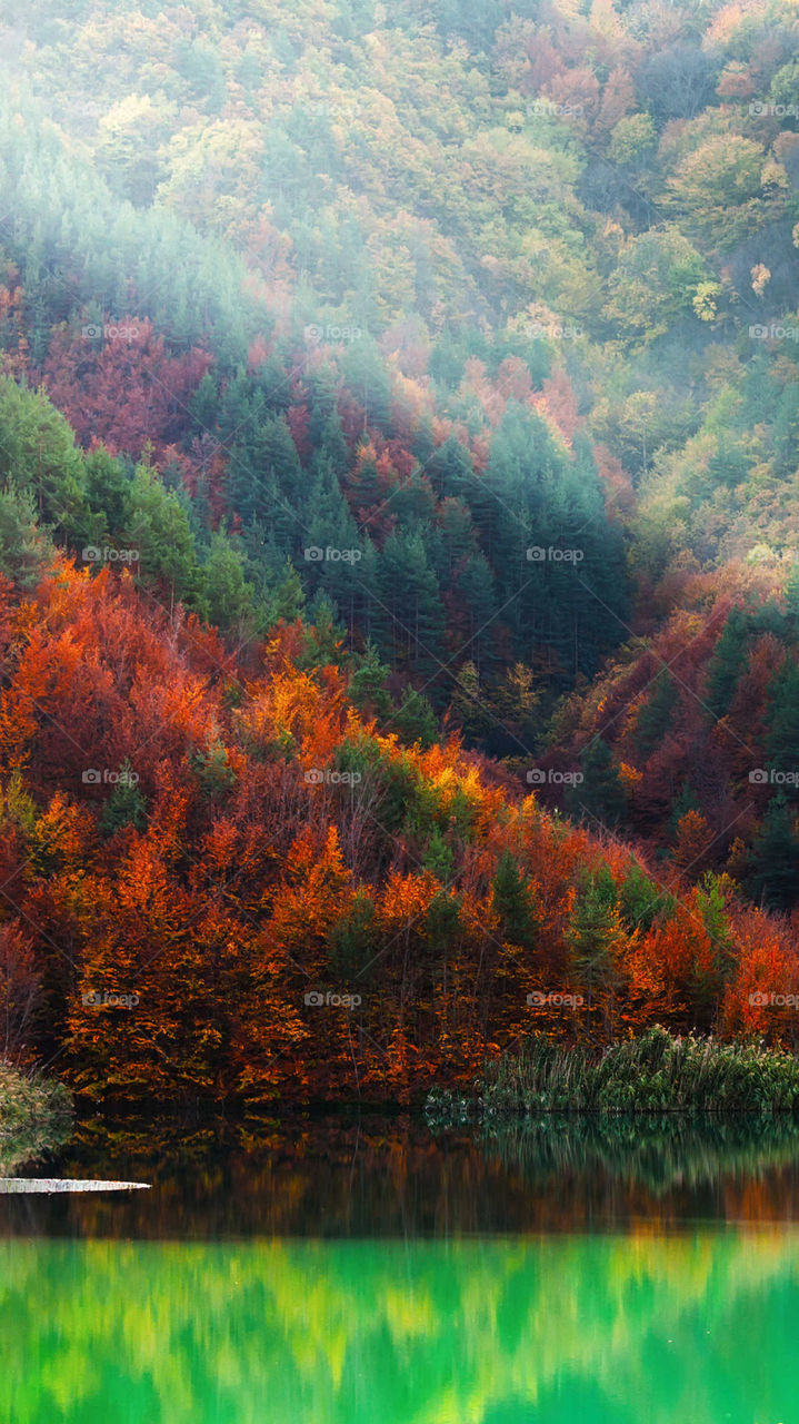 Fall, Nature, Wood, No Person, Tree