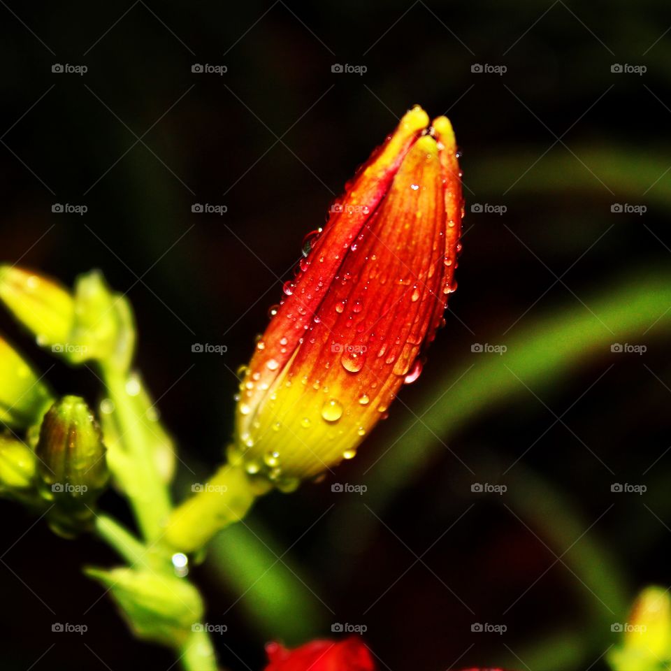 Water drops on lily