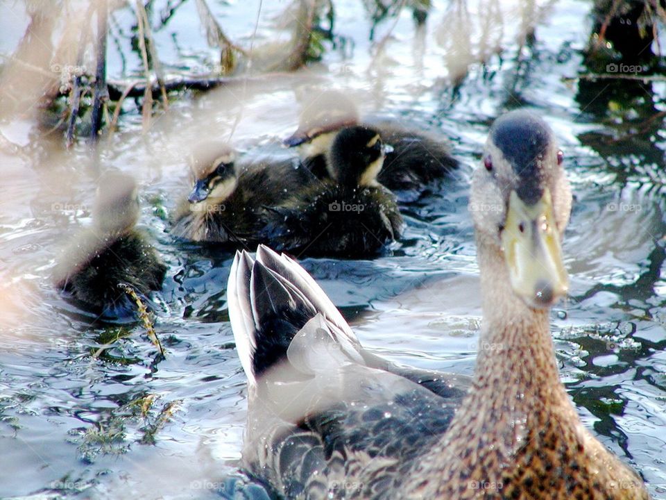 Mama and baby ducks 