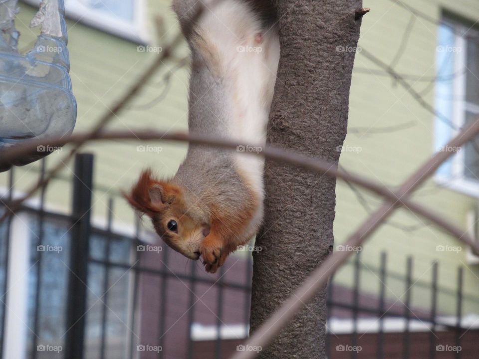 red squirrel in the city, in the park, jumping through the trees, eating nuts