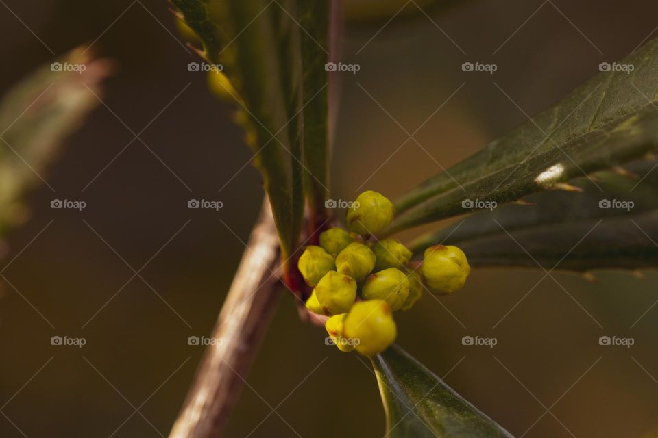 beautiful buds of a flower spotted in the botanical garden this spring