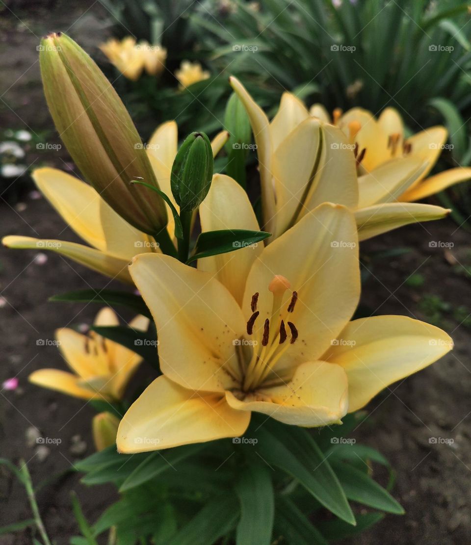 Macro photo of flowering flower