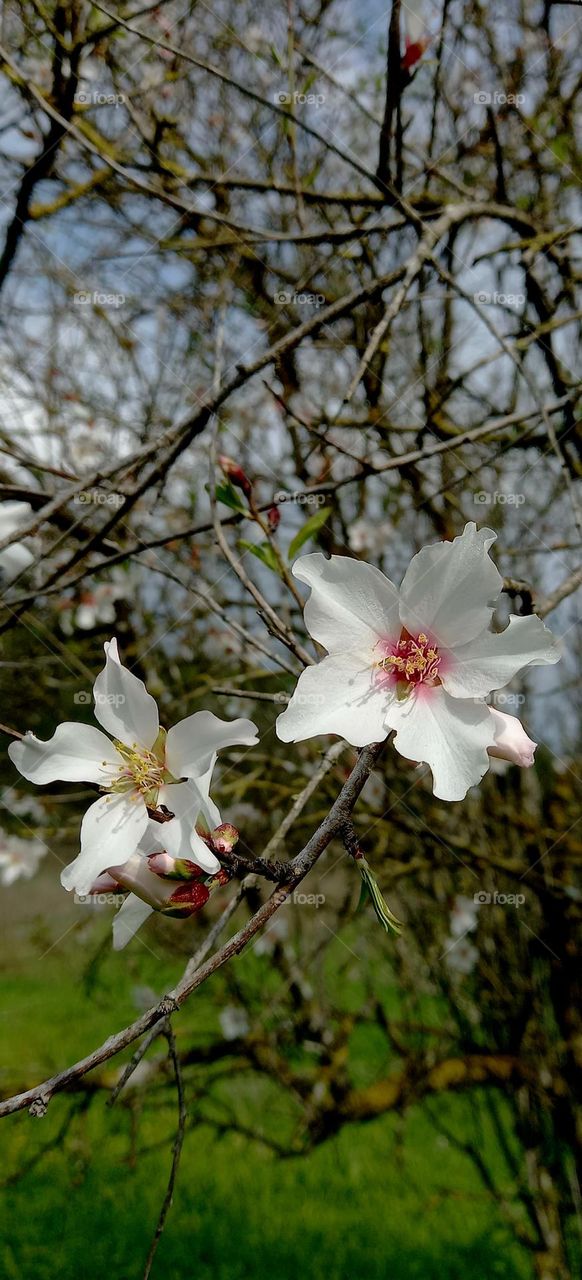 Almond tree