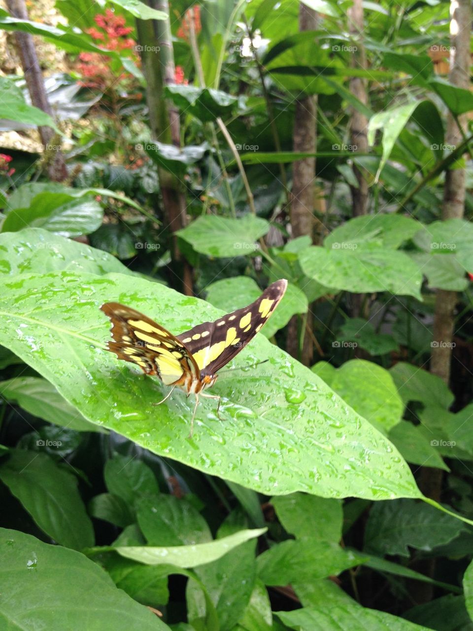 Butterfly on a rain covered leaf