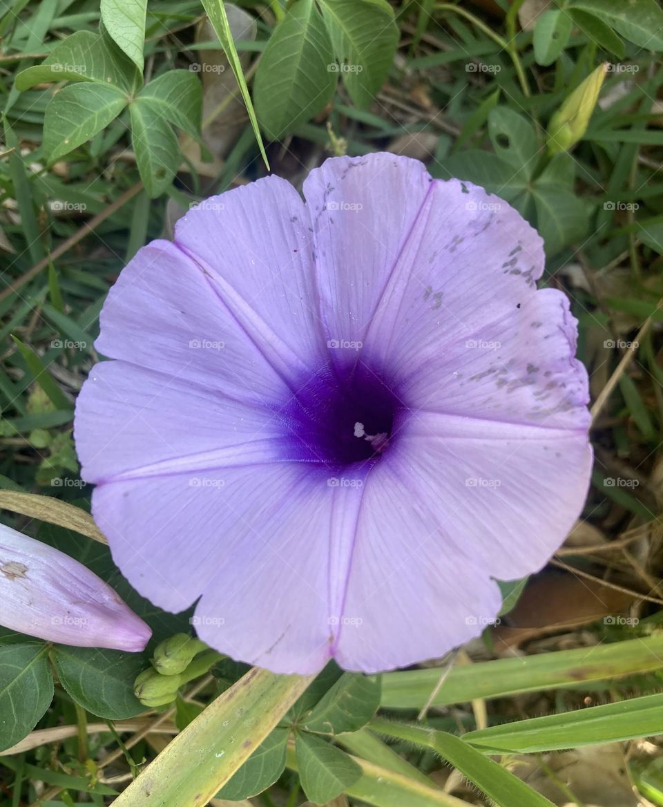 🌹 🇺🇸 Very beautiful flowers to brighten our day.  Live nature and its beauty. Did you like the delicate petals? / 🇧🇷 Flores muito bonitas para alegrar nosso dia. Viva a natureza e sua beleza. Gostaram das pétalas delicadas? 
