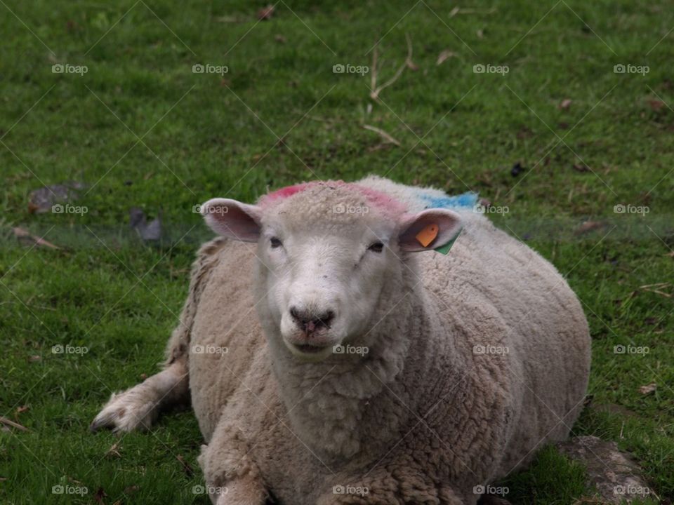 Sheep in Vermont 