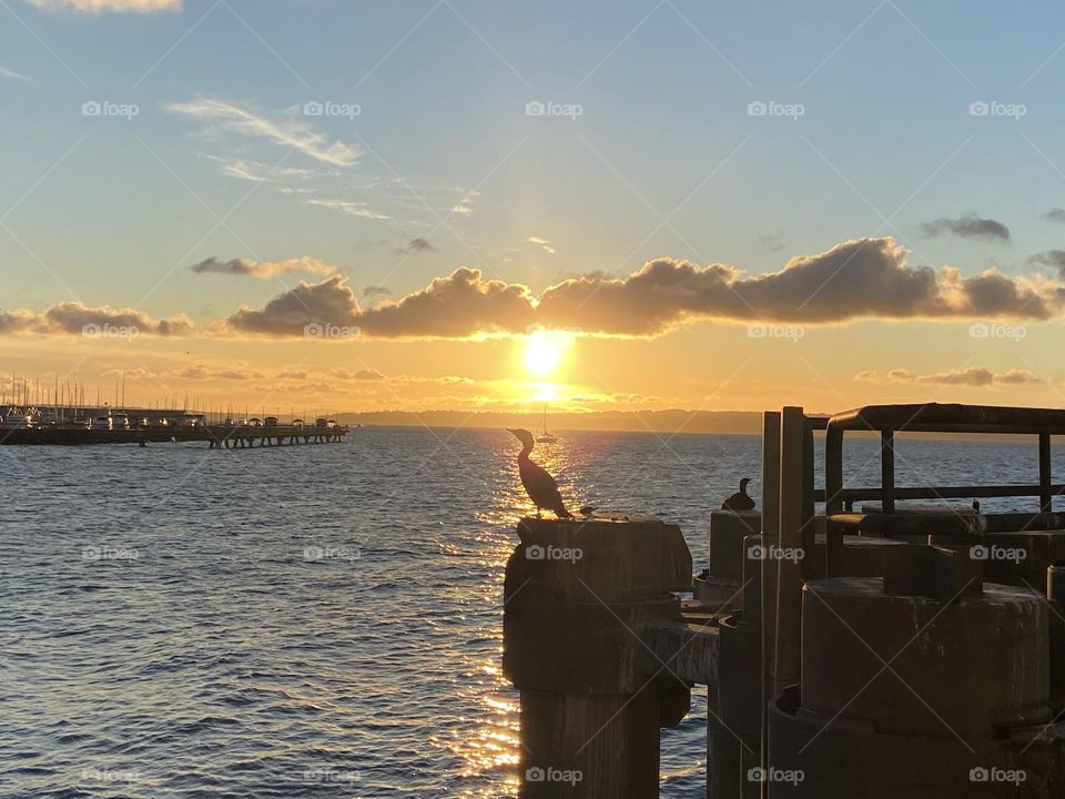 Cormorant on the ferry pilings at sunset