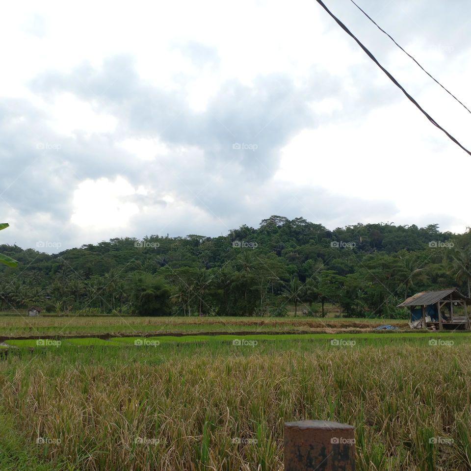 View of the rice fields near the roadside