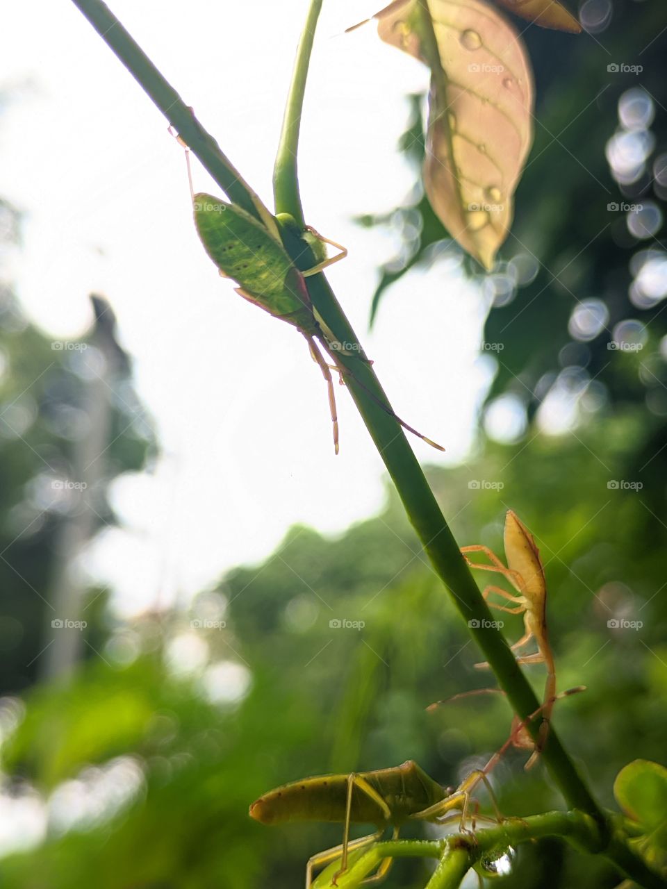 Macro insect in nature- Picture has been captured on Realme 6i without using any filters.