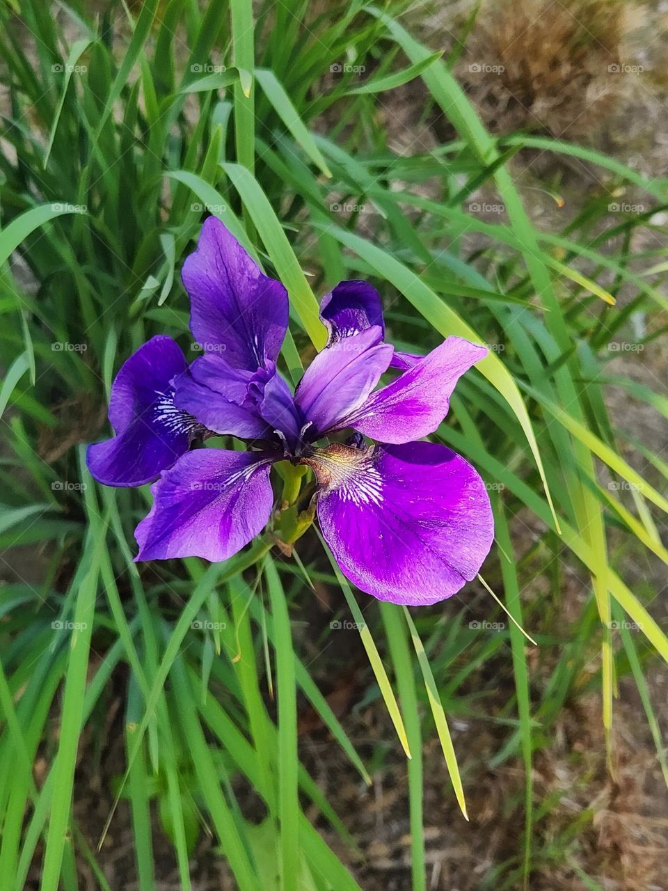 Purple flower close up with grass on a Sunny Spring day in Oregon