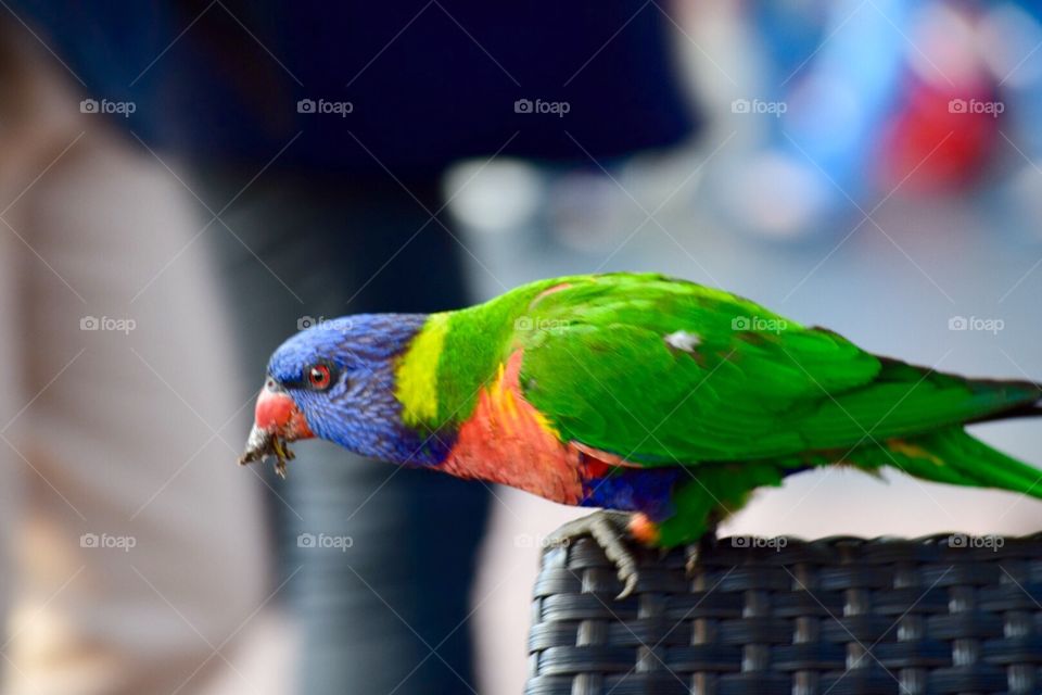 Rainbow Lorikeet in Sydney, Australia 