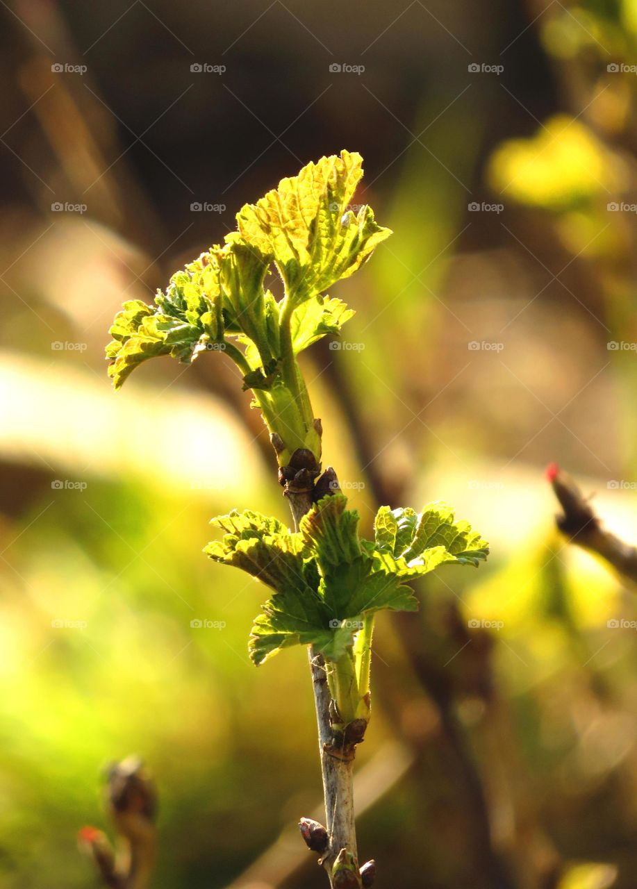 Macro shots