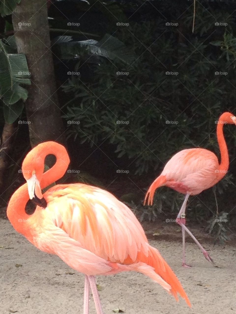 Pink flamingo
