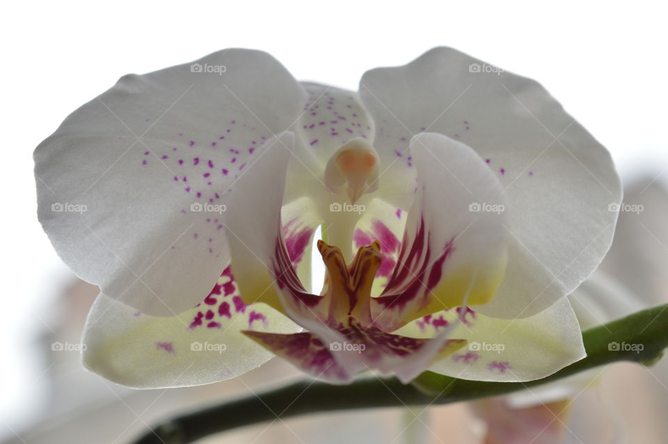 beautiful white orchid