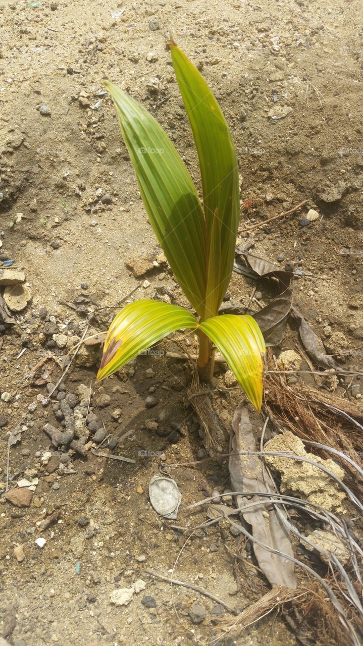coconut plant