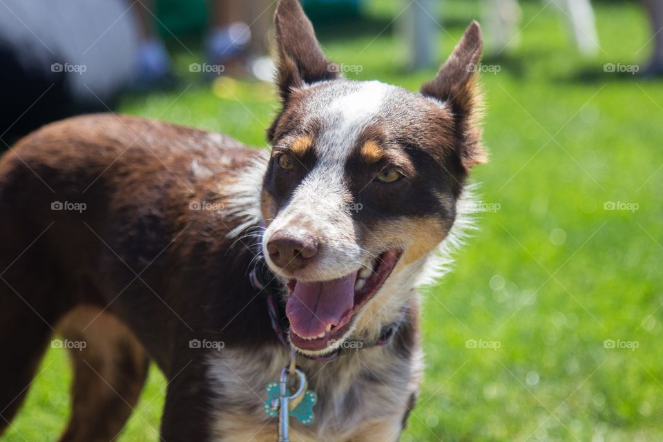 A beautiful and happy mutt 