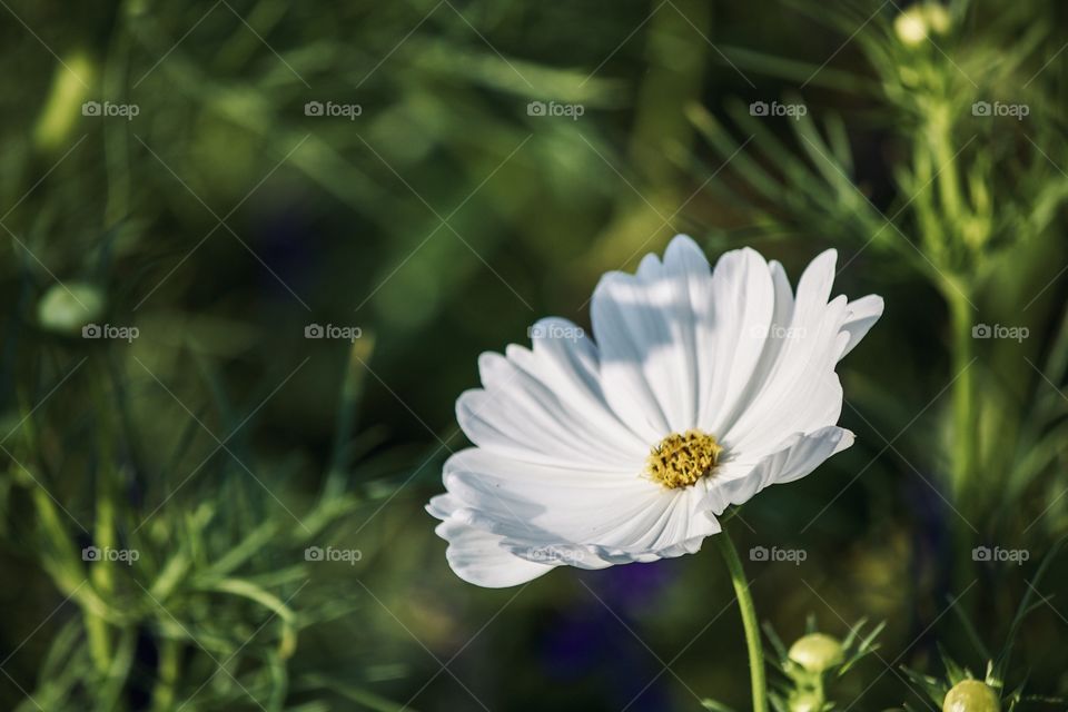 Wildflower in the field 