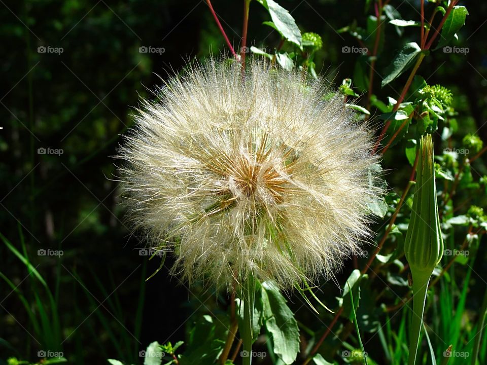 Dandelion fluff ball.