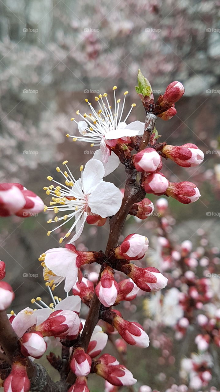 blossoming apricot branch with buds