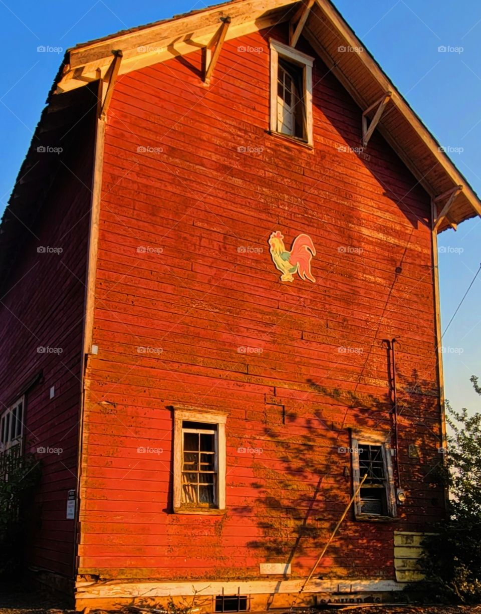 The Rooster.....Barn