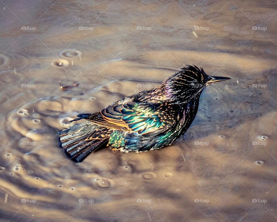 Starling in a puddle