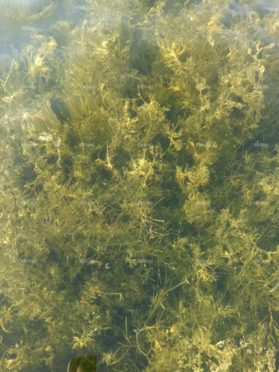 Grass under water