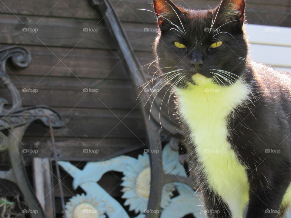 Grumpy looking hybrid wildcat