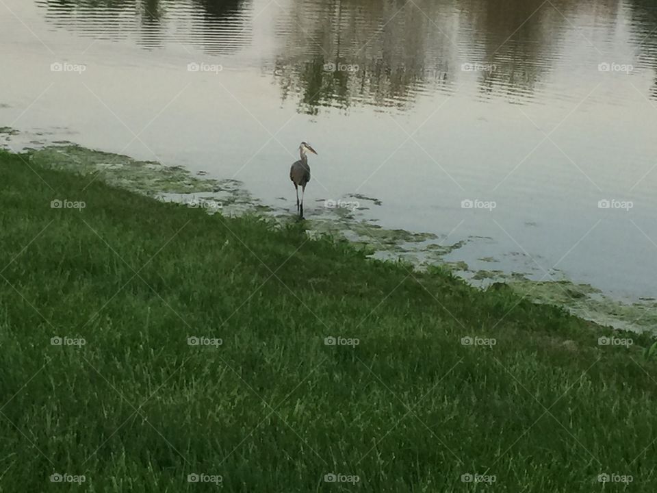 Bird in Pond