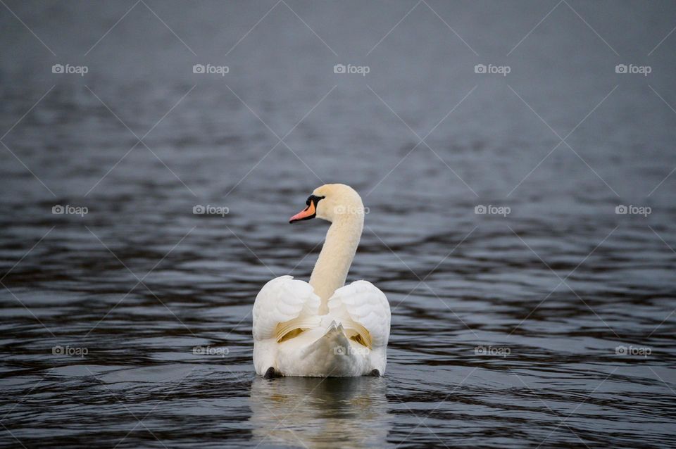 Elegance of a Swan