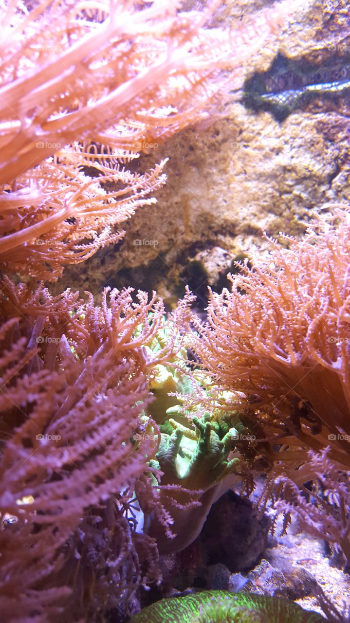 reef plants