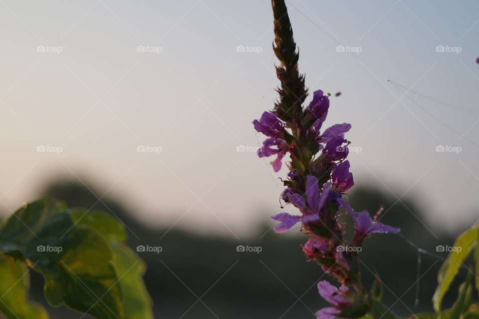 Розовый полевой цветок на закате